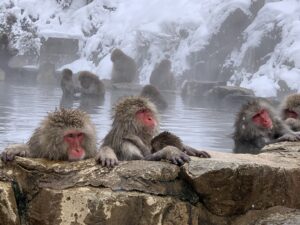 Read more about the article Dzikie Małpy W Gorących Źródłach – Snow Monkey Park