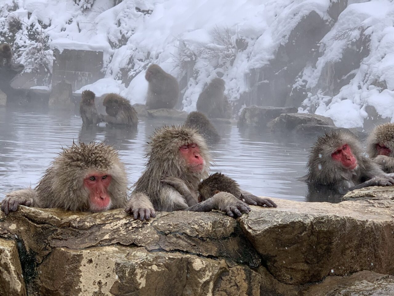 wild monkeys in hot springs