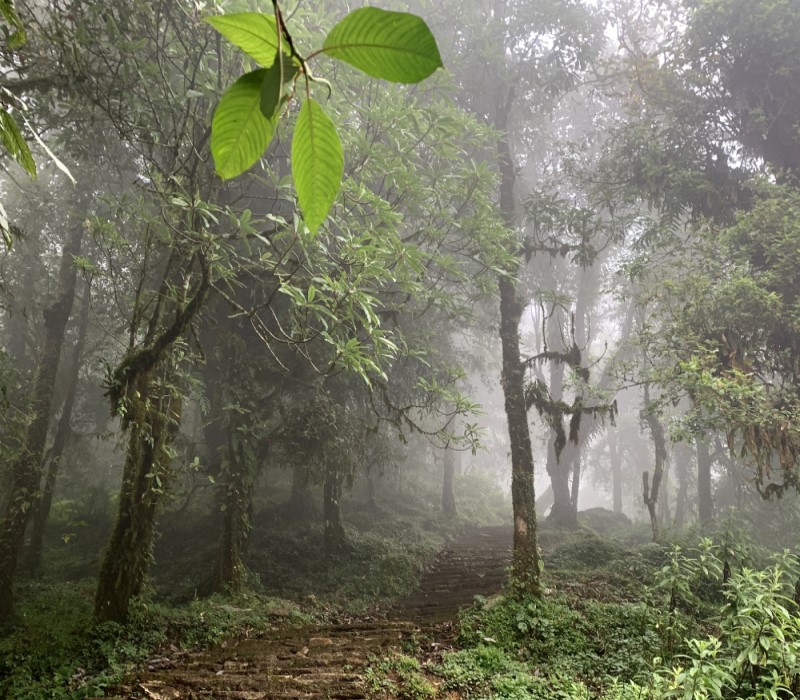 Way through the forest. Mardi Himal trek - day 3.