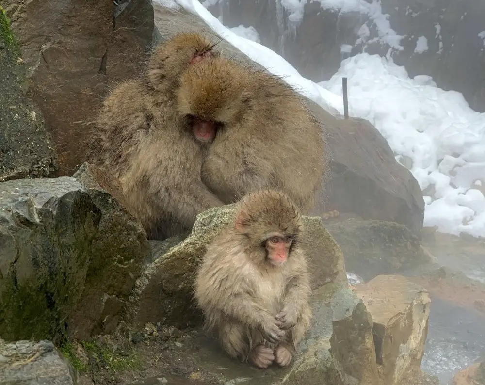 Dwa urocze makaki przytulające się razem, by się rozgrzać.