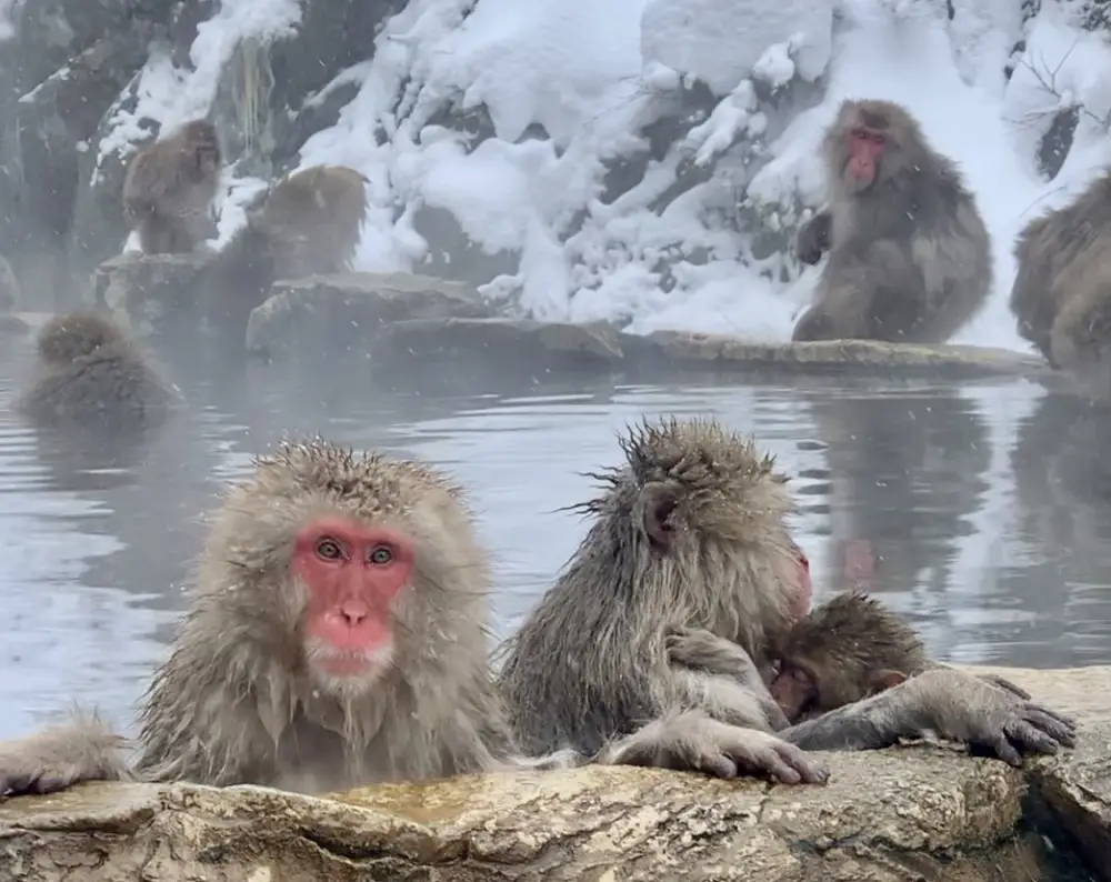 monkeys in hot springs - posing to picture