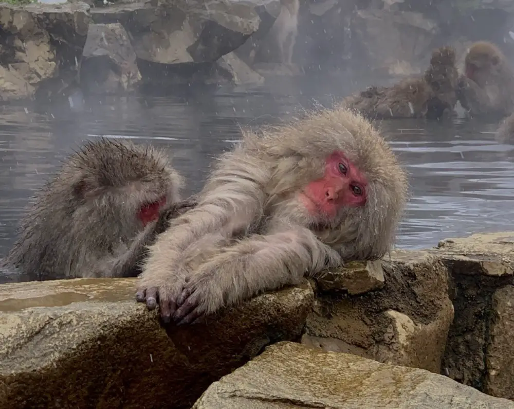 monkeys in hot springs - snow monkey park