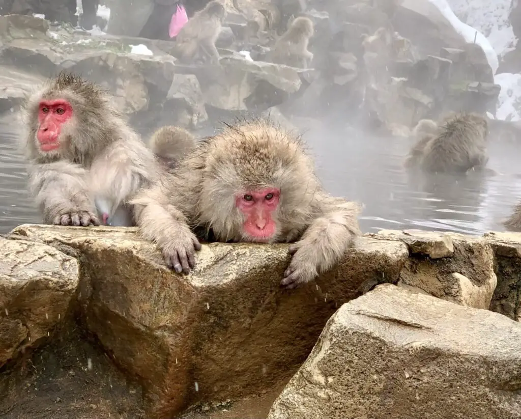 monkeys relaxing in hot springs