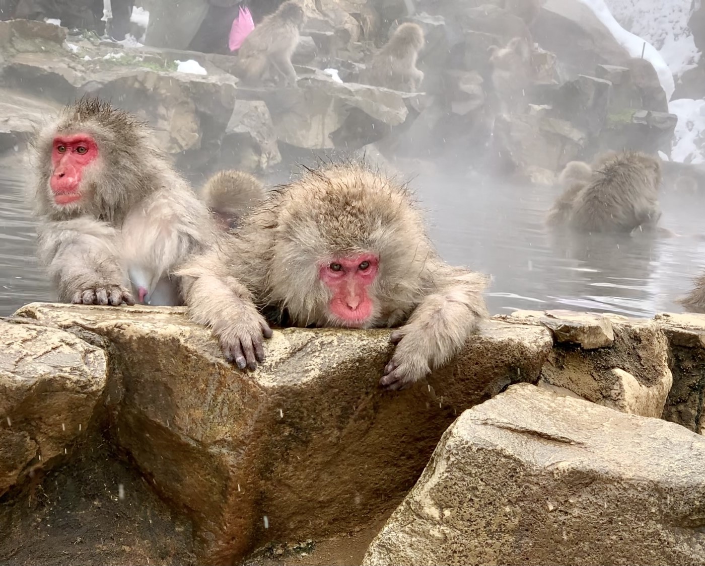 Wild Monkeys In Hot Springs - Snow Monkey Park | Betiful World