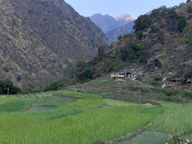 annapurna-circuit-beginning-ricefields