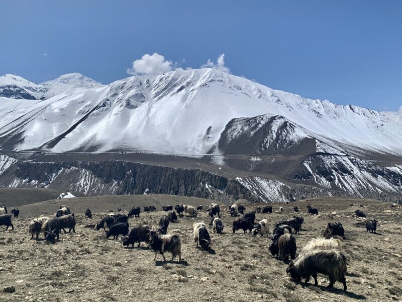 Everest Base Camp or Annapurna Circuit - Lower Mustang