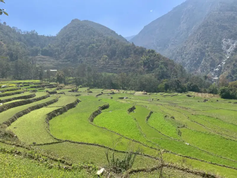 Spectacular rice terraces on the way to Ghermu