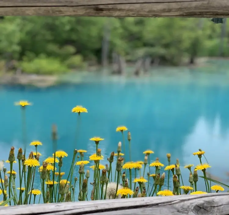 Blue pond i kwiatki - Hokkaido latem