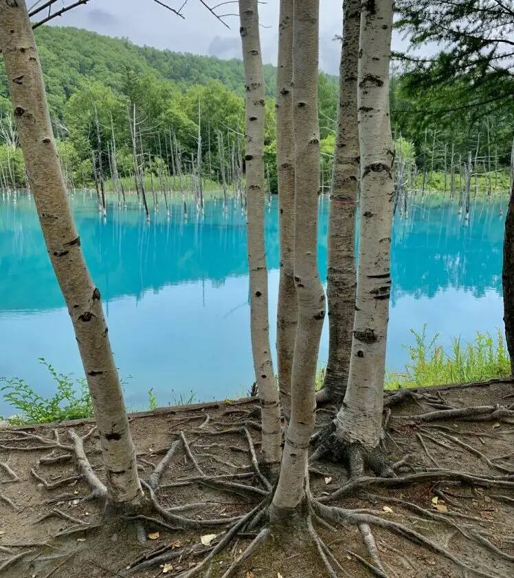 Niebieski staw Shirogane - brzozy