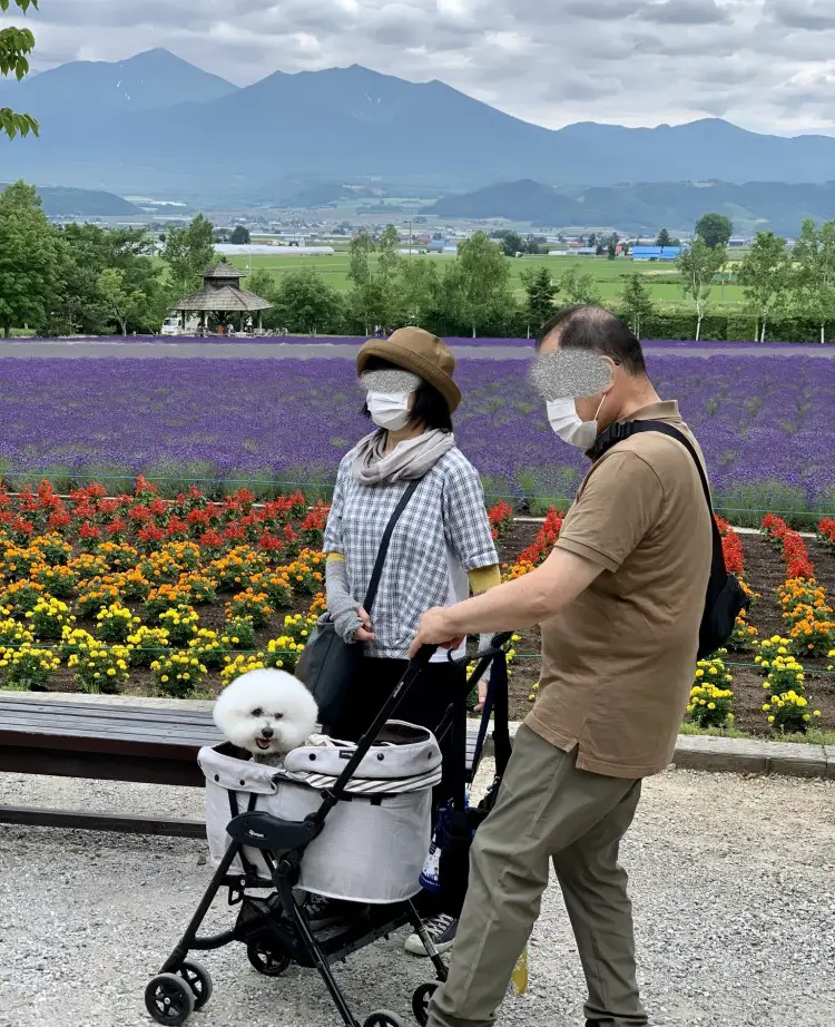 Japanese Family - lavender furano farms
