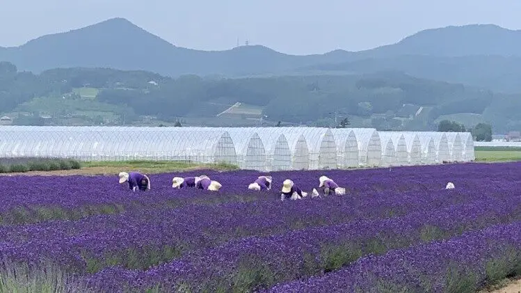 Field of Flowers (Kamifurano) Hokkaido Japan Poster Print - 48 x 16