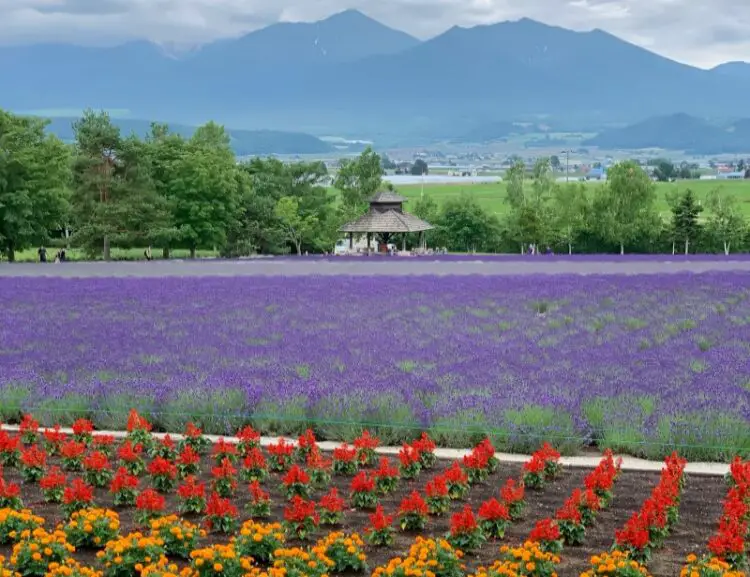 Field of Flowers (Kamifurano) Hokkaido Japan Poster Print - 48 x 16