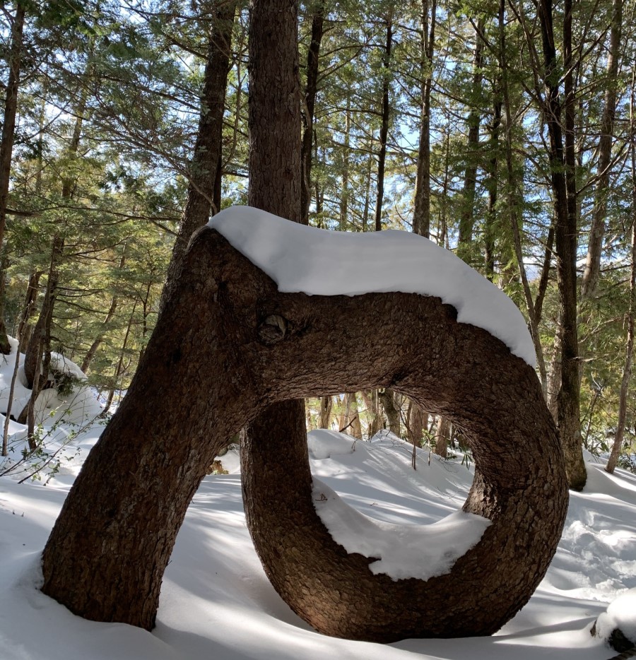 the Ushidome Pond tree