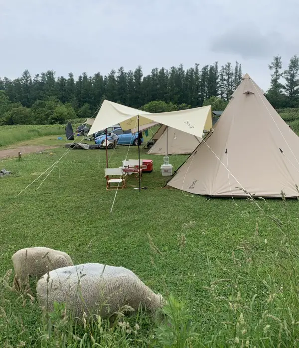Hoshinitenotodokuoka campsite - sheep everywhere