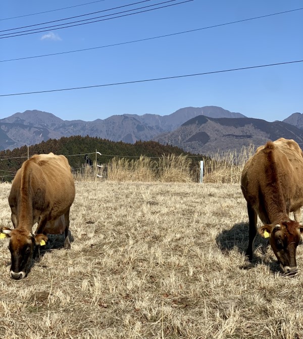Day trips from Tokyo - Mount Ono plateau summit cows