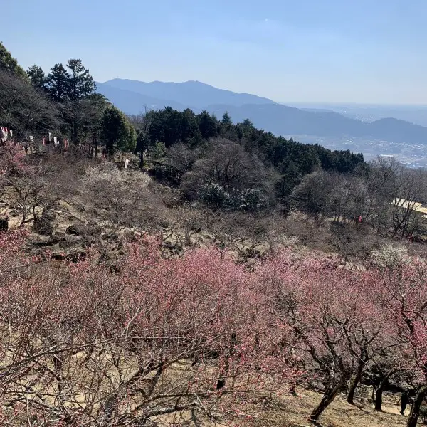 Day trips from Tokyo - Mount Tsukuba blooming plums