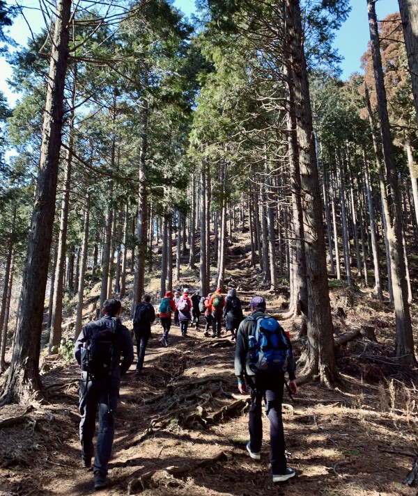 Mount Ono forest
