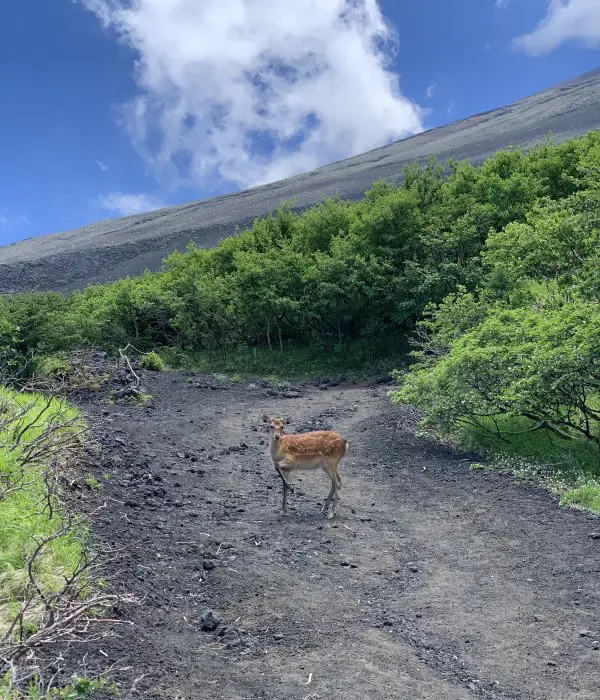 Climbing Mount Fuji via Subashiri Trail - meeting a deer