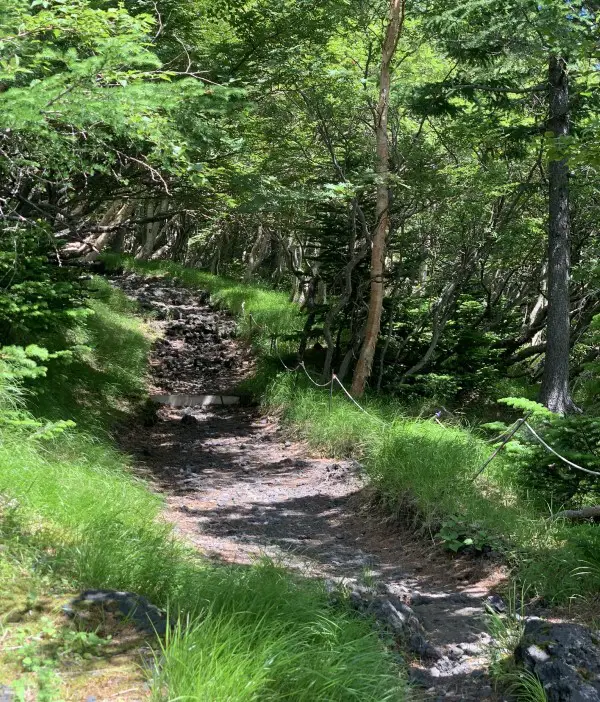Subashiri Trail forest trail