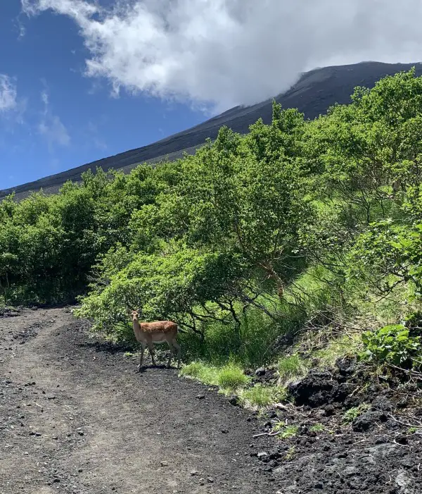 Subashiri Trail wild deer