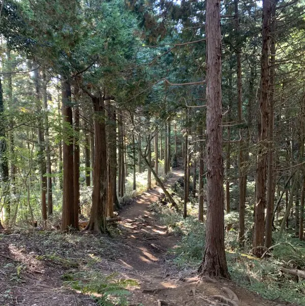Mount Takao to Mount Jinba hike - easy forest path