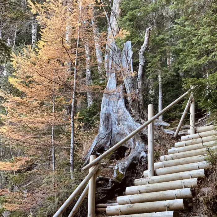 forest trail ladders - climbing Kitadake