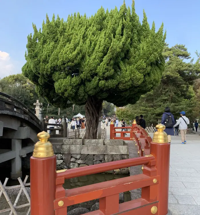 Tsurugaoka Hachimangu Shrine​ tree