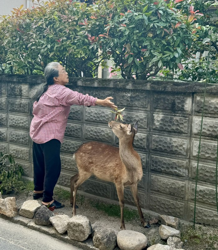 Miyajima Island - Day Trip local life