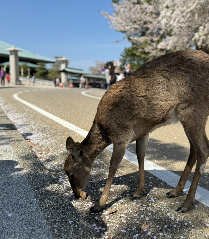 Miyajima Island - deer and sakura