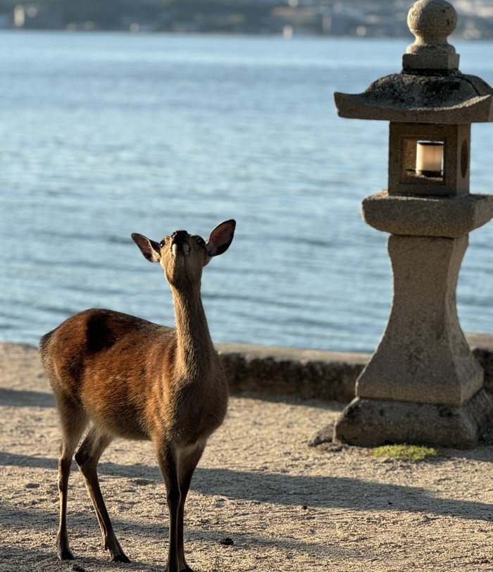 Miyajima Island - deer and sea