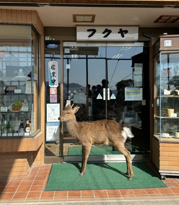 Miyajima Island - deer in front of the restaurants